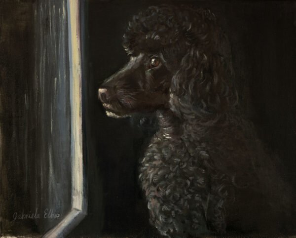 Profile view of a black poodle looking out a window with a dark background.
